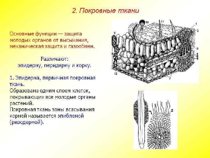 Покровные ткани 