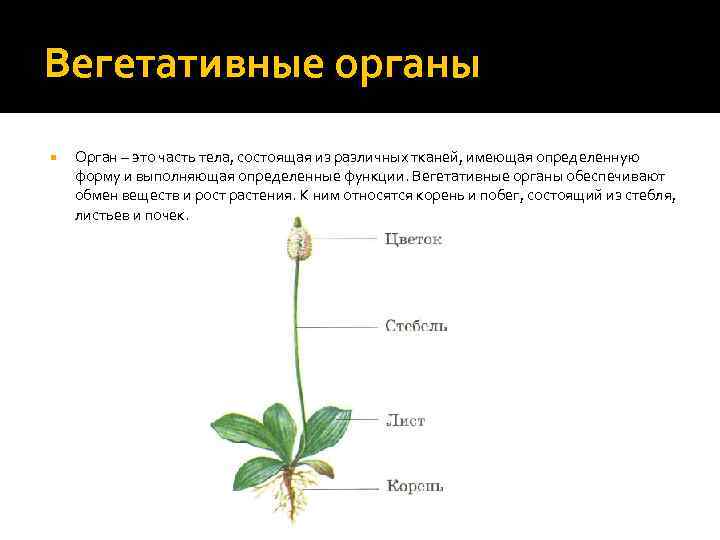 Вегетативные органы Орган – это часть тела, состоящая из различных тканей, имеющая определенную форму