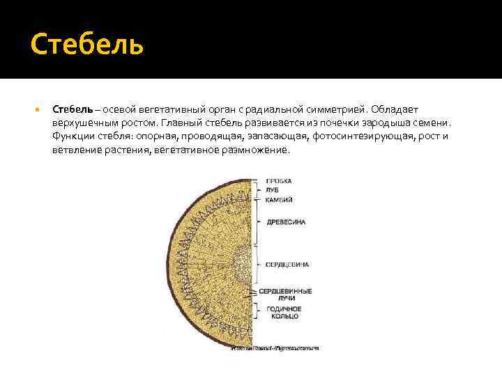 Стебель – осевой вегетативный орган с радиальной симметрией. Обладает верхушечным ростом. Главный стебель развивается