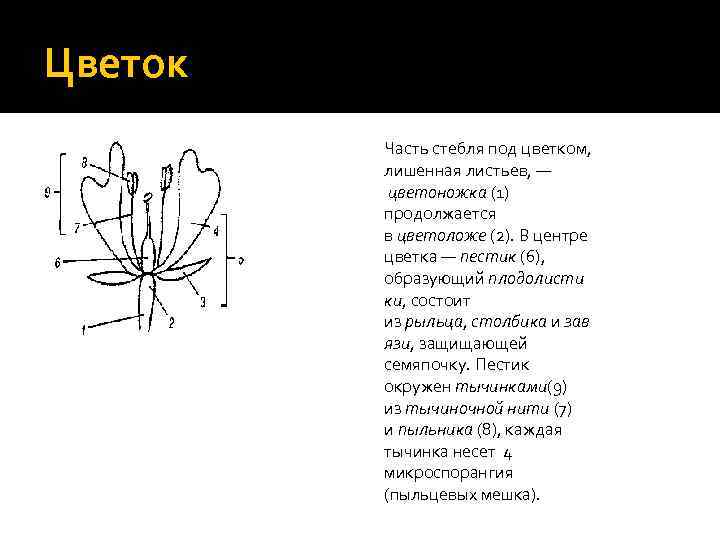 Цветок Часть стебля под цветком, лишенная листьев, — цветоножка (1) продолжается в цветоложе (2).