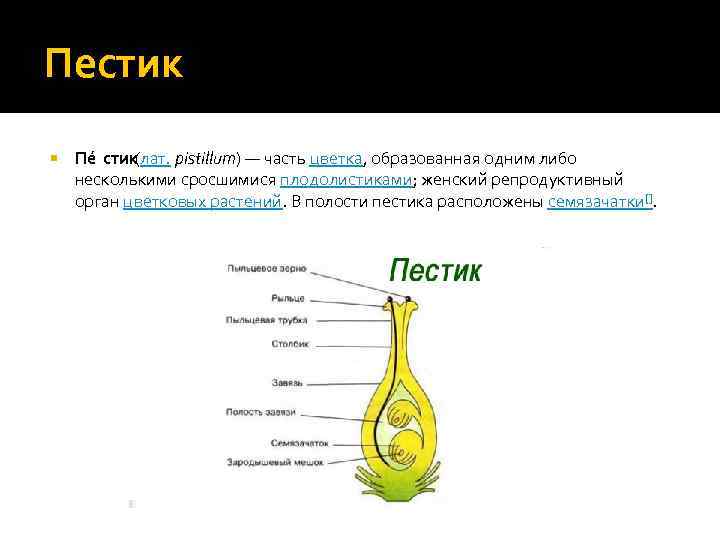 Пестик Пе стик (лат. pistillum) — часть цветка, образованная одним либо несколькими сросшимися плодолистиками;