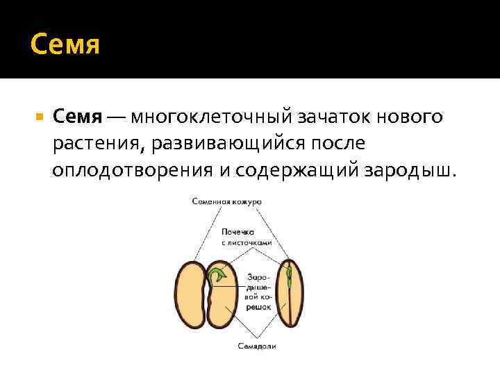 Семя — многоклеточный зачаток нового растения, развивающийся после оплодотворения и содержащий зародыш. 