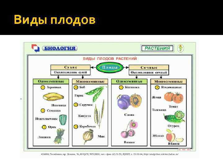 Виды плодов 