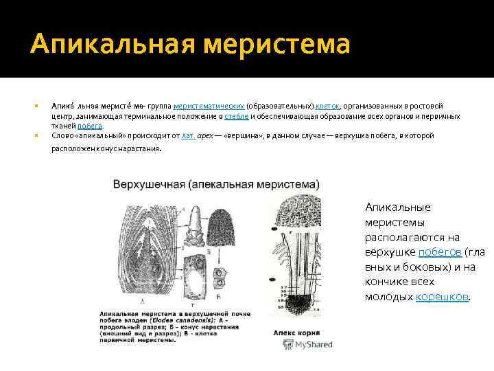 Апикальная меристема Апика льная меристе ма — группа меристематических (образовательных) клеток, организованных в ростовой