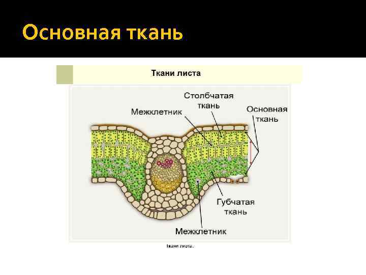 Основная ткань 