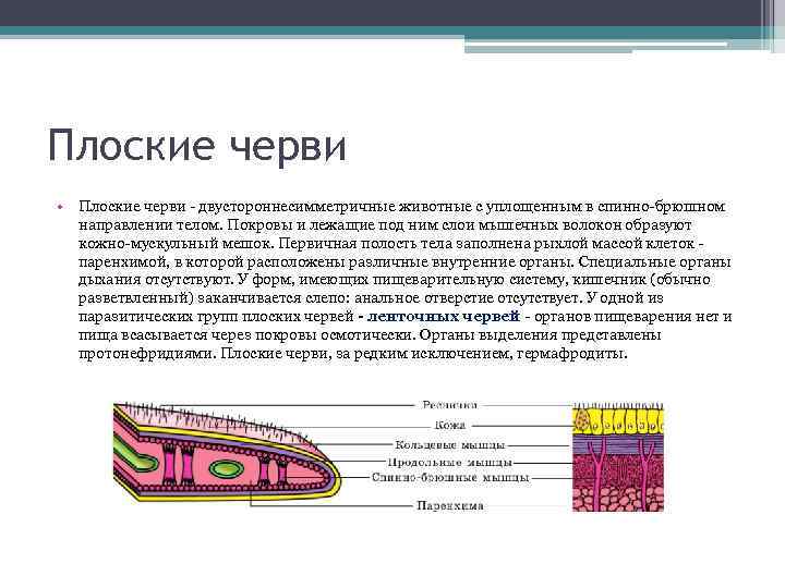 Плоские черви • Плоские черви - двустороннесимметричные животные с уплощенным в спинно-брюшном направлении телом.