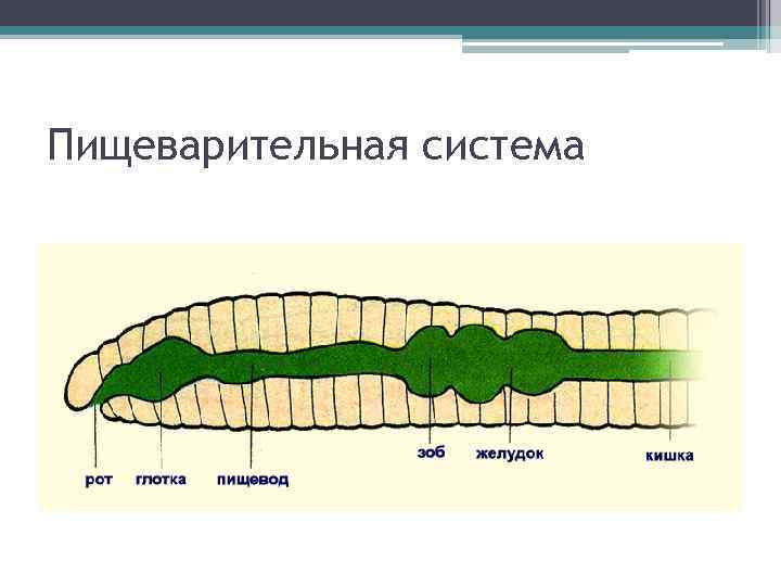 Пищеварительная система 
