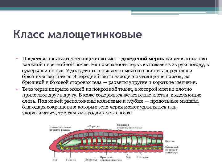Класс малощетинковые • Представитель класса малощетинковые — дождевой червь живет в норках во влажной