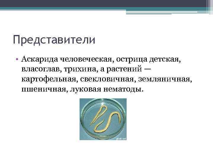 Представители • Аскарида человеческая, острица детская, власоглав, трихина, а растений — картофельная, свекловичная, земляничная,