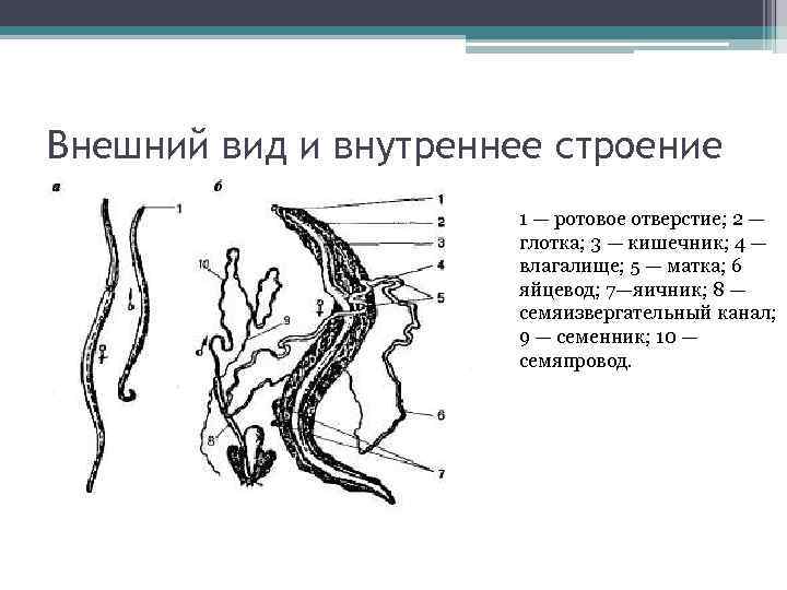 Внешний вид и внутреннее строение 1 — ротовое отверстие; 2 — глотка; 3 —