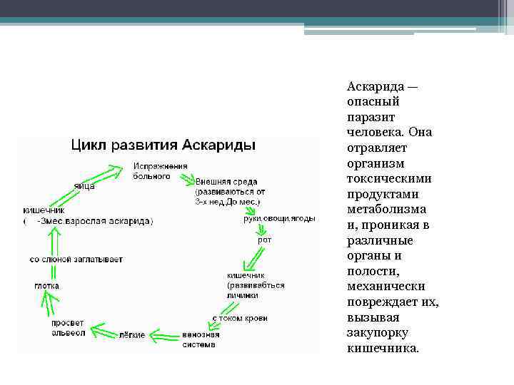 Аскарида — опасный паразит человека. Она отравляет организм токсическими продуктами метаболизма и, проникая в