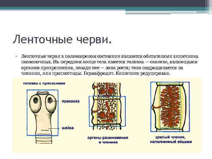 Ленточные черви. • Ленточные черви в половозрелом состоянии являются обитателями кишечника позвоночных. На переднем