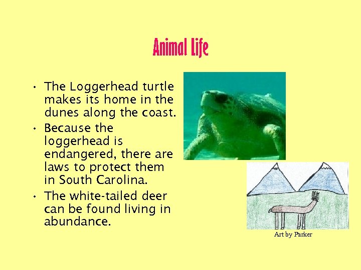 Animal Life • The Loggerhead turtle makes its home in the dunes along the