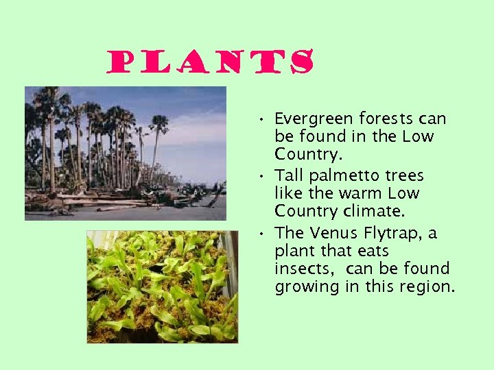 Plants • Evergreen forests can be found in the Low Country. • Tall palmetto