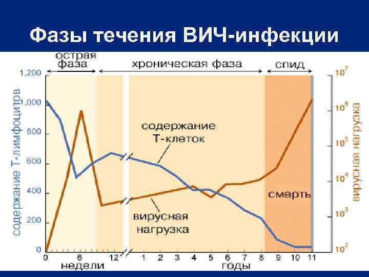 Фазы течения ВИЧ-инфекции 