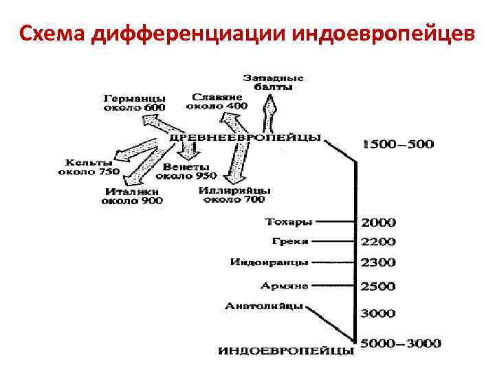 Схема дифференциации индоевропейцев 