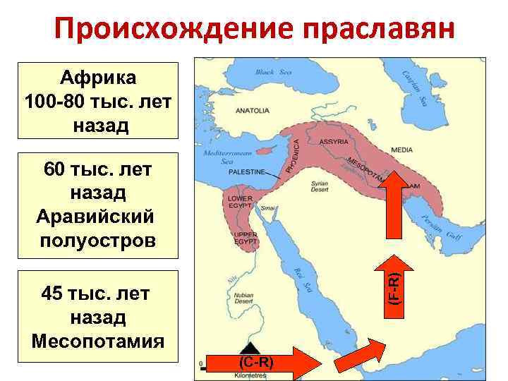 Происхождение праславян Африка 100 -80 тыс. лет назад (F-R) 60 тыс. лет назад Аравийский
