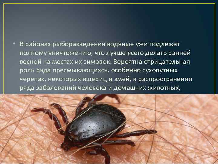  • В районах рыборазведения водяные ужи подлежат полному уничтожению, что лучше всего делать