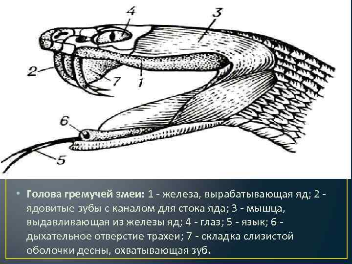  • Голова гремучей змеи: 1 - железа, вырабатывающая яд; 2 - ядовитые зубы