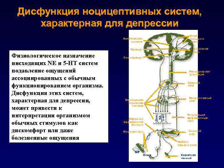 Ноцицептивная система. Ноцицептивная и антиноцицептивная системы. Ноцицептивная система физиология.