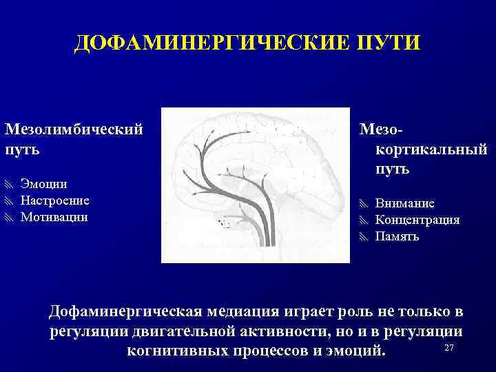 ДОФАМИНЕРГИЧЕСКИЕ ПУТИ Мезолимбический путь x x x Эмоции Настроение Мотивации Мезокортикальный путь x x