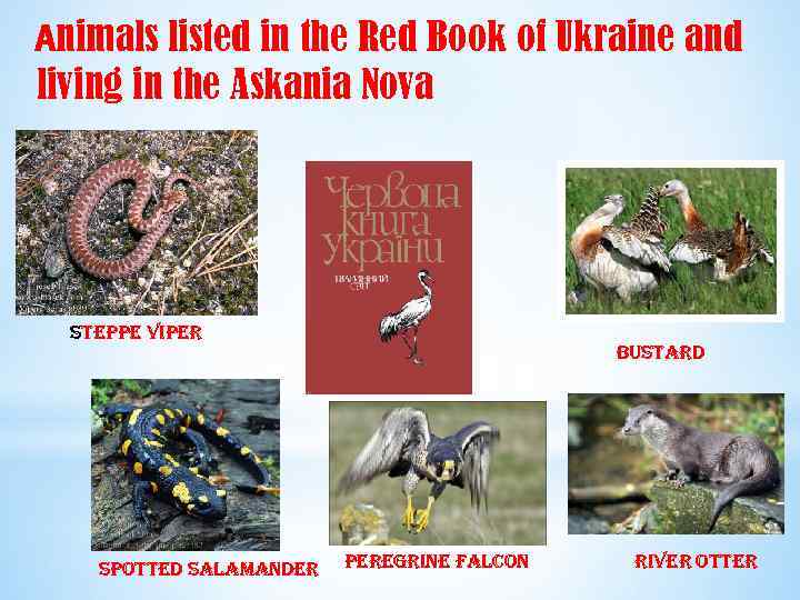 Аnimals listed in the Red Book of Ukraine and living in the Askania Nova