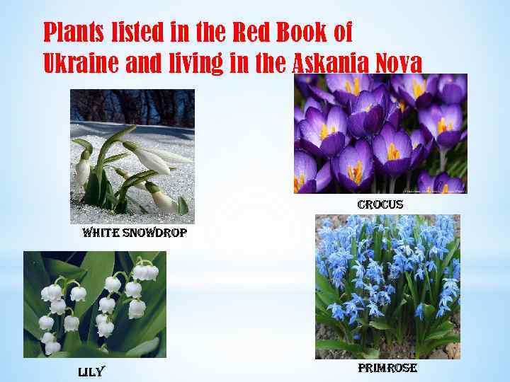 Plants listed in the Red Book of Ukraine and living in the Askania Nova