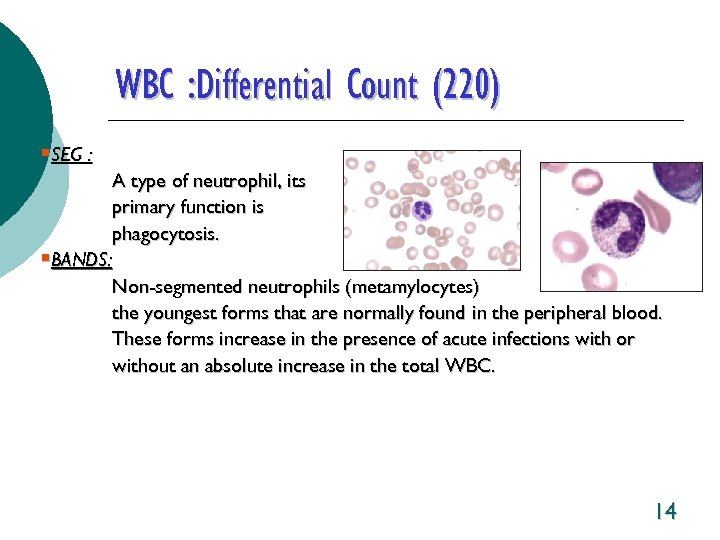 WBC : Differential Count (220) §SEG : A type of neutrophil, its primary function