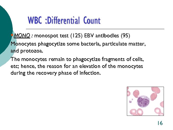 WBC : Differential Count §MONO : monospot test (125) EBV antibodies (95) Monocytes phagocytize