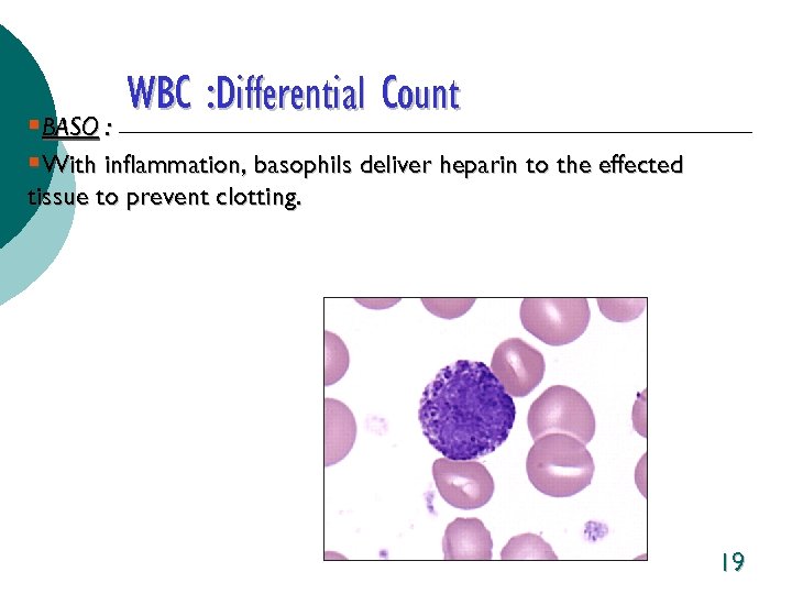 WBC : Differential Count §BASO : §With inflammation, basophils deliver heparin to the effected