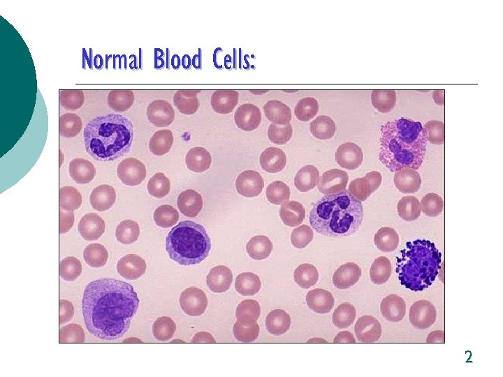 Normal Blood Cells: 2 