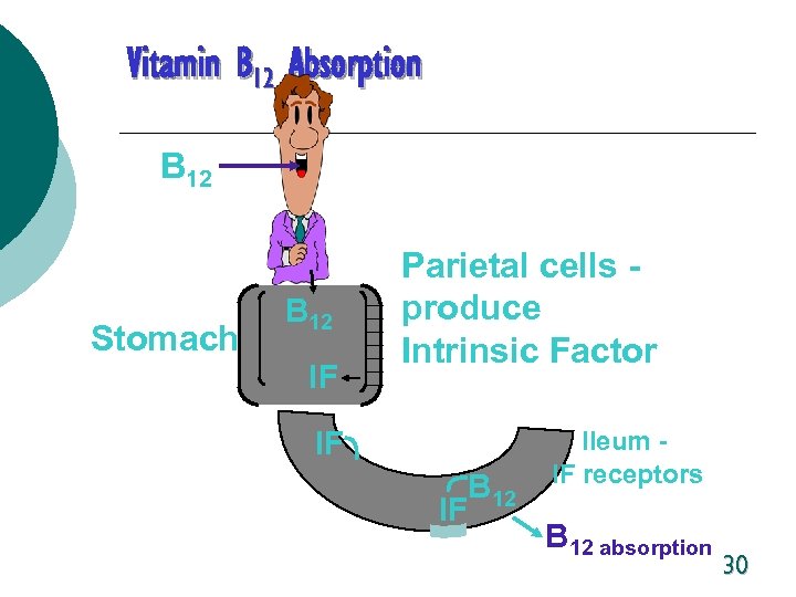 Vitamin B 12 Absorption B 12 Stomach B 12 IF IF B 12 Parietal