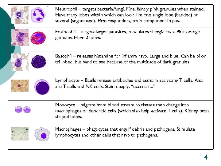 Neutrophil – targets bacteria/fungi. Fine, faintly pink granules when stained. Have many lobes within