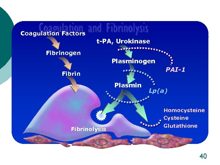 Coagulation and Fibrinolysis Coagulation Factors t-PA, Urokinase Fibrinogen Plasminogen PAI-1 Fibrin Plasmin Fibrinolysis Lp(a)