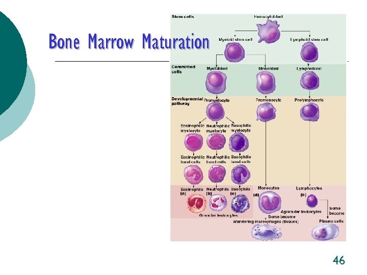 Bone Marrow Maturation 46 