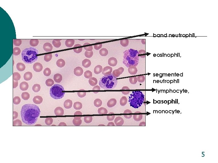 band neutrophil, eosinophil, segmented neutrophil lymphocyte, basophil, monocyte, 5 