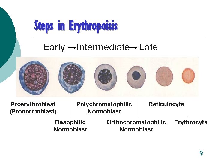 Steps in Erythropoisis Early Proerythroblast (Pronormoblast) Intermediate Late Polychromatophilic Normoblast Basophilic Normoblast Reticulocyte Orthochromatophilic