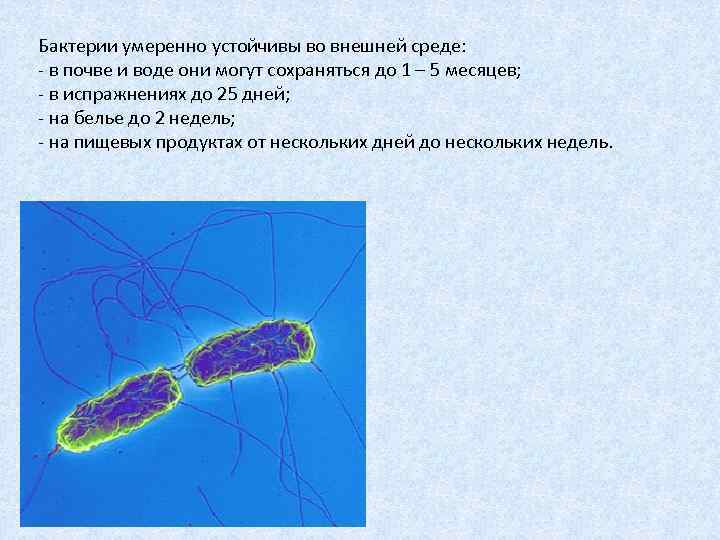 Внешняя среда микроорганизмов. Бактерии во внешней среде. Самые устойчивые во внешней среде микроорганизмы. Устойчивость микроорганизмов во внешней среде. Самые устойчивые бактерии.