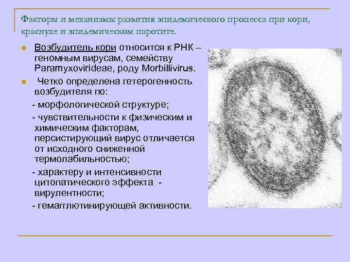 Факторы и механизмы развития эпидемического процесса при кори, краснухе и эпидемическом паротите. Возбудитель кори