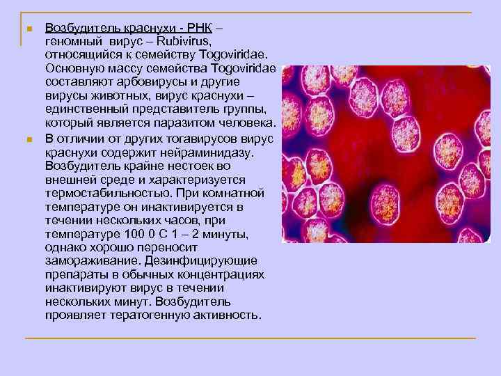 n n Возбудитель краснухи - РНК – геномный вирус – Rubivirus, относящийся к семейству