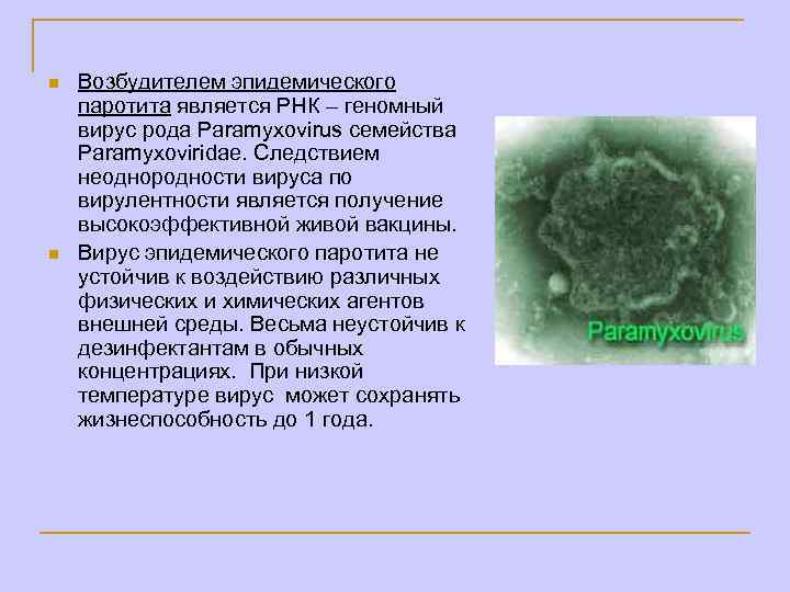 n n Возбудителем эпидемического паротита является РНК – геномный вирус рода Paramyxovirus семейства Paramyxoviridae.