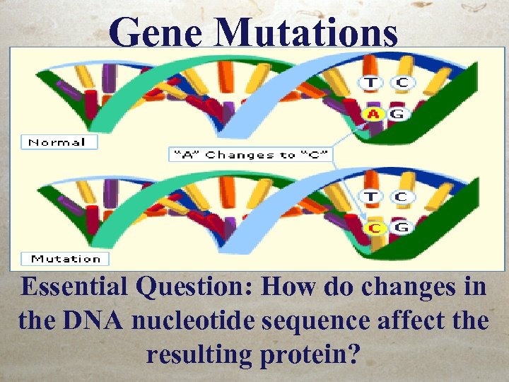 Gene Mutations Essential Question: How do changes in the DNA nucleotide sequence affect the
