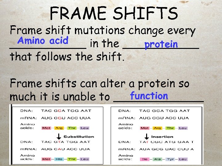 FRAME SHIFTS Frame shift mutations change every Amino acid ______ in the ______ protein
