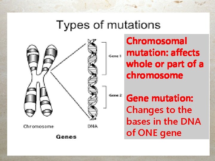 Chromosomal mutation: affects whole or part of a chromosome Gene mutation: Changes to the