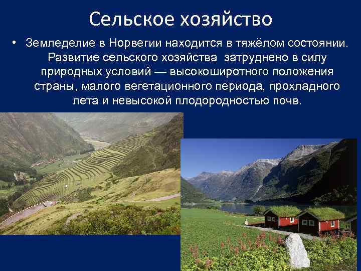 Сельское хозяйство • Земледелие в Норвегии находится в тяжёлом состоянии. Развитие сельского хозяйства затруднено