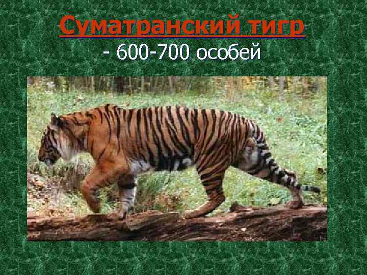 Суматранский тигр - 600 -700 особей 