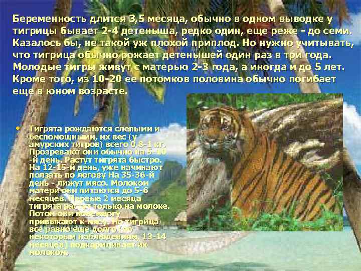 Беременность длится 3, 5 месяца, обычно в одном выводке у тигрицы бывает 2 -4