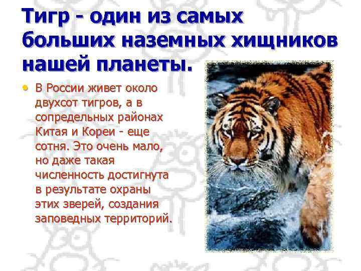 Тигр - один из самых больших наземных хищников нашей планеты. • В России живет