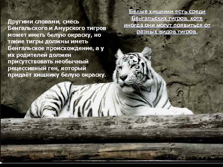 Другими словами, смесь Бенгальского и Амурского тигров может иметь белую окраску, но такие тигры