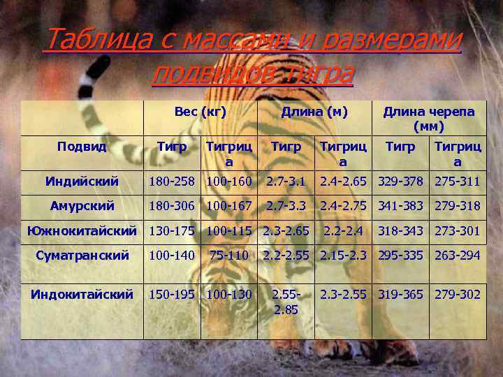 Таблица с массами и размерами подвидов тигра Подвид Вес (кг) Тигриц а Длина (м)